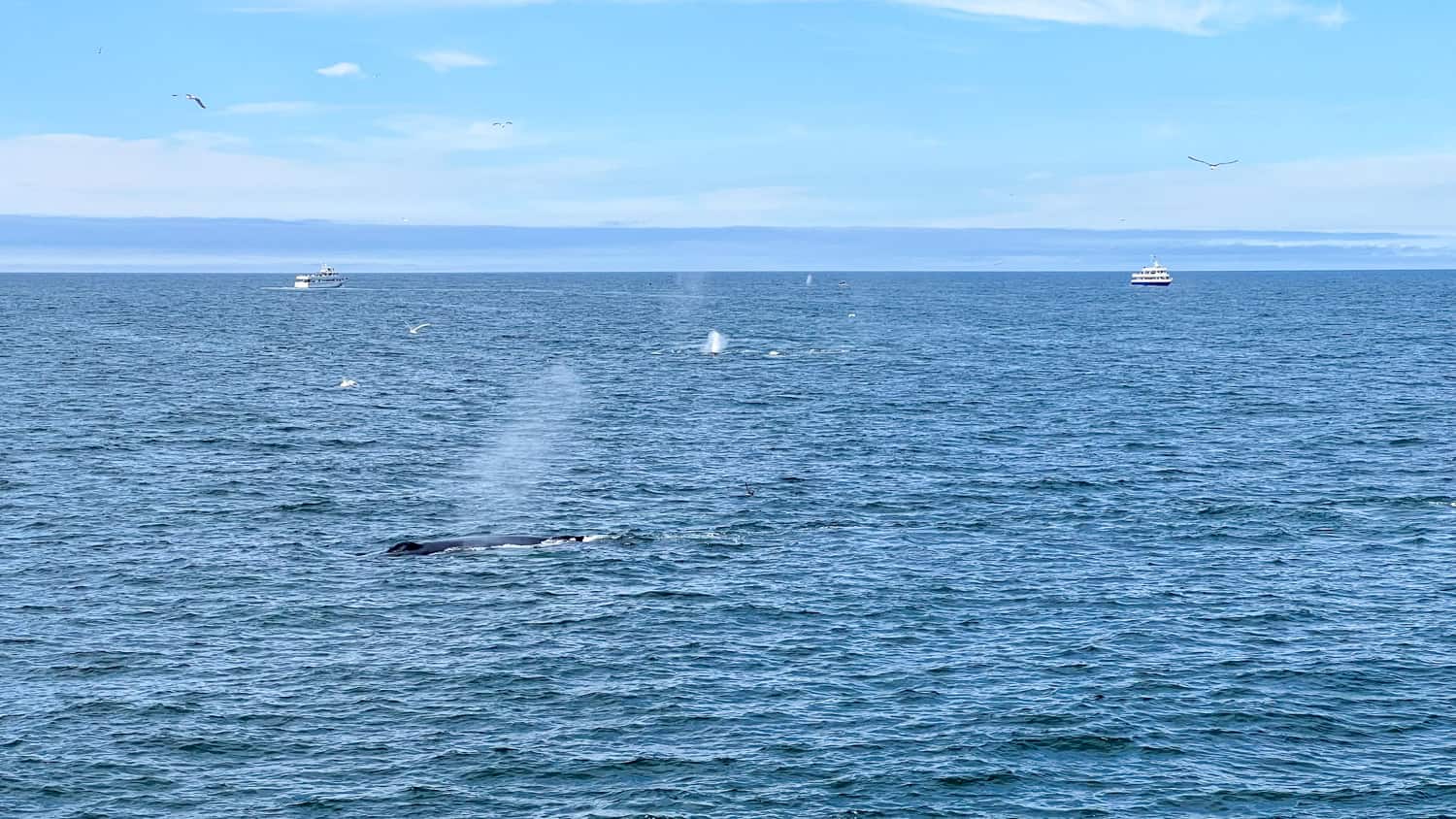 Whale watching