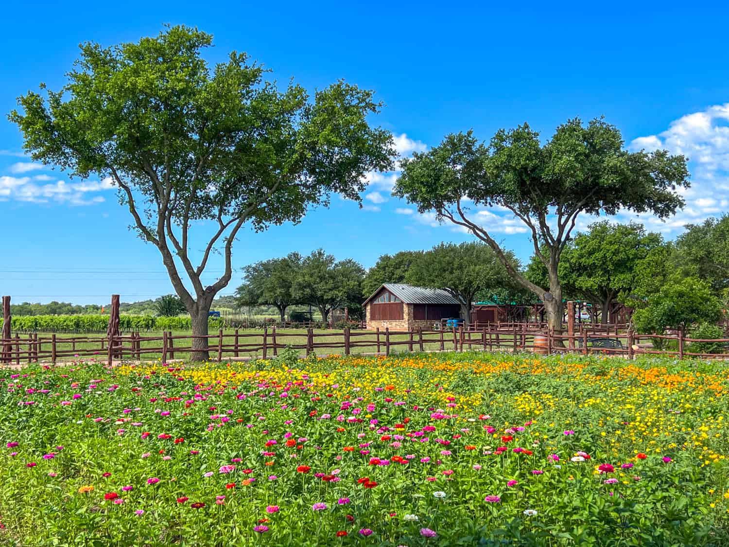 Visiting Wildseed Farms in Fredericksburg, TX, is a must for any family vacation (photo: Dave Lee).
