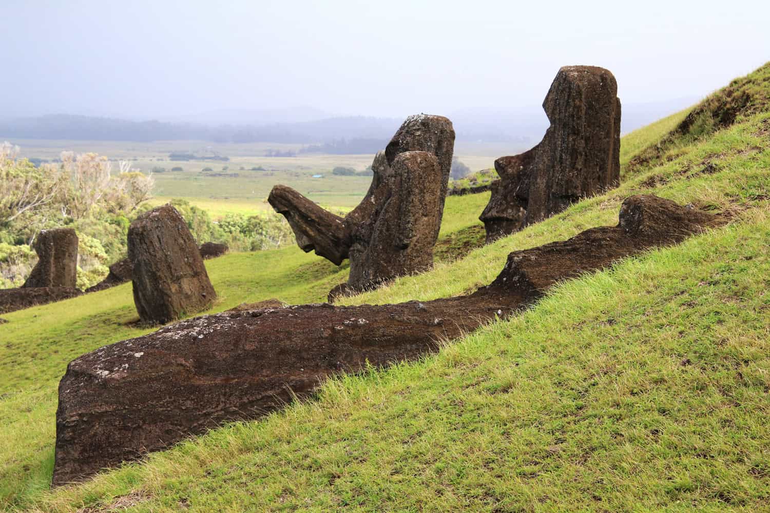 A moai lies face up while others are buried at various angles (photo by Kelly Lemons).
