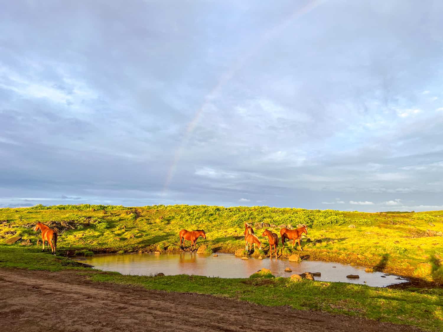 A rainbow and horses drinking water on Rapa Nui.