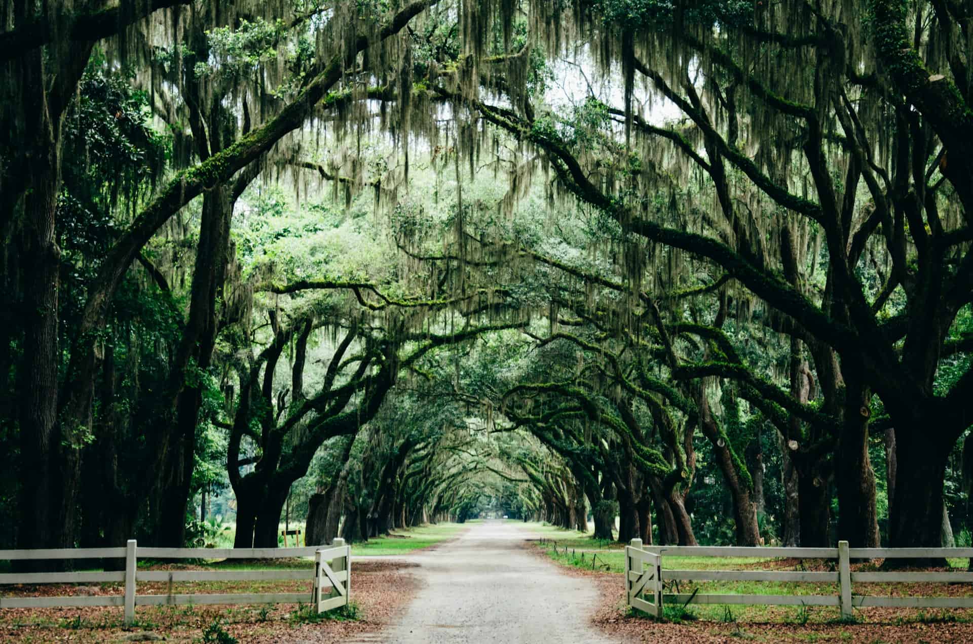 Trees with Spanish moss in Savannah (photo: Ashley Knedler).