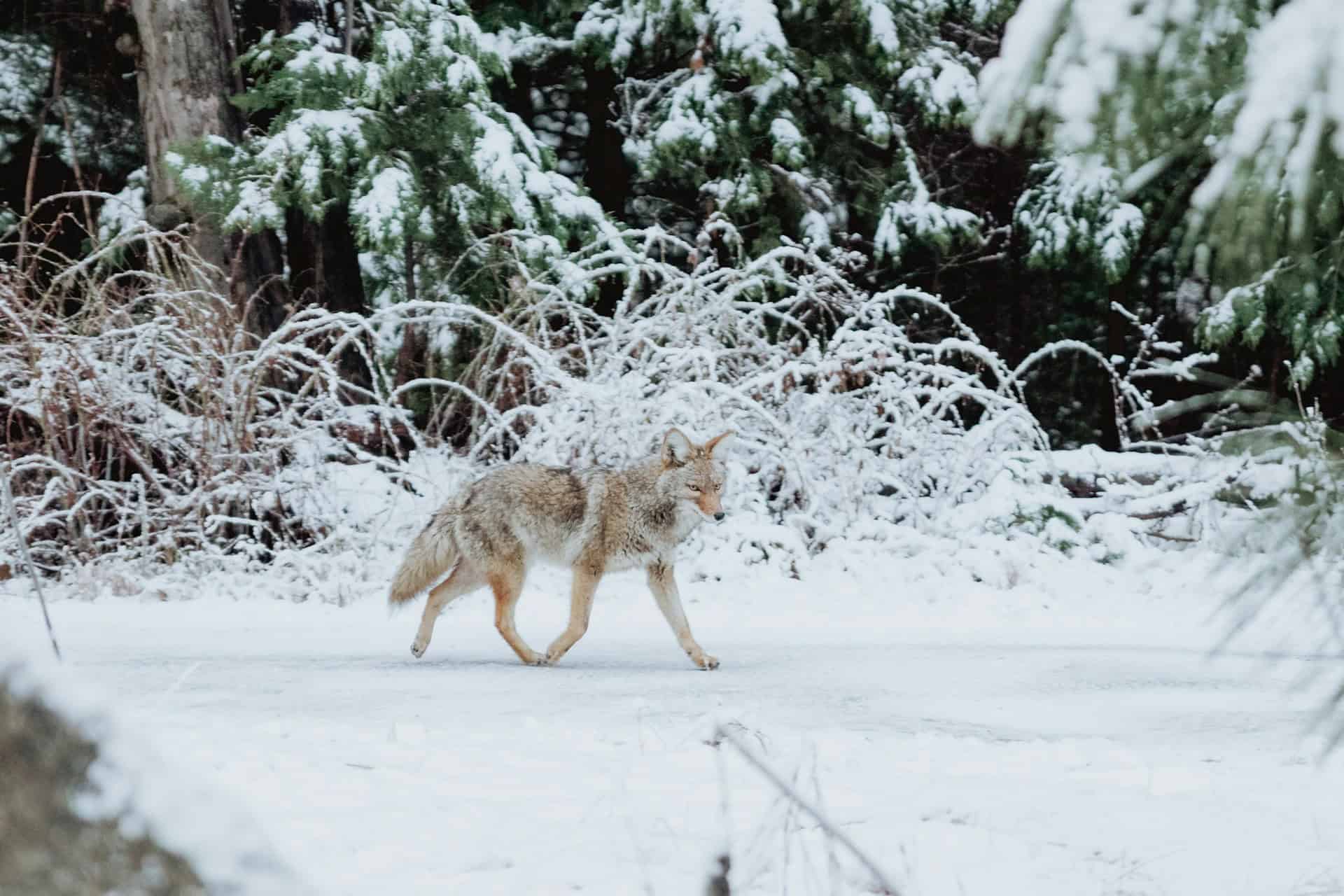 A grey wolf is spotted in a snowy Yosemite Valley (photo: Caleb Woods).