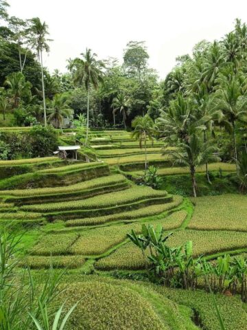 Rice fields in Tegallalang (photo: Sofianna P).