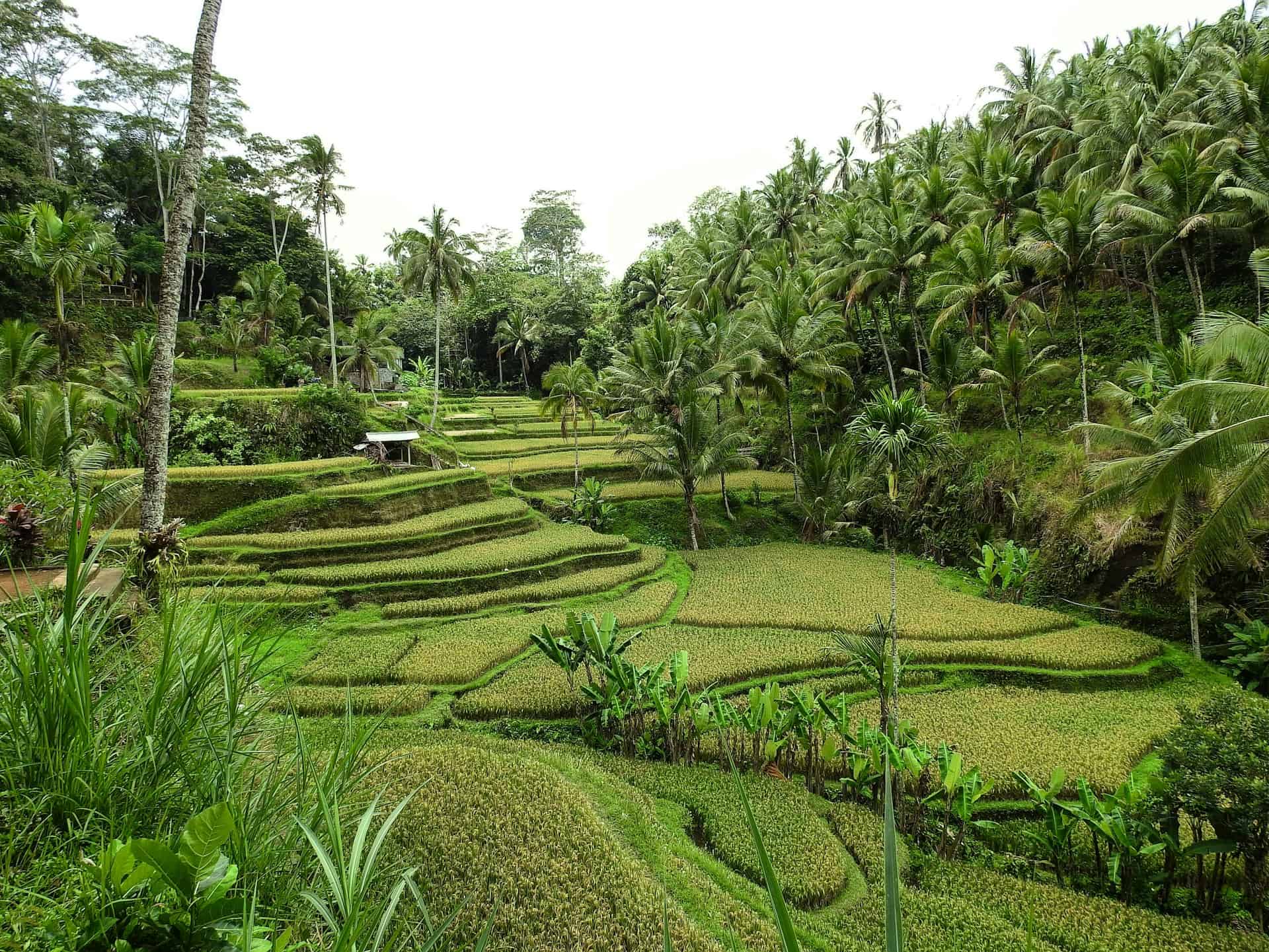 Rice fields in Tegallalang (photo: Sofianna P)
