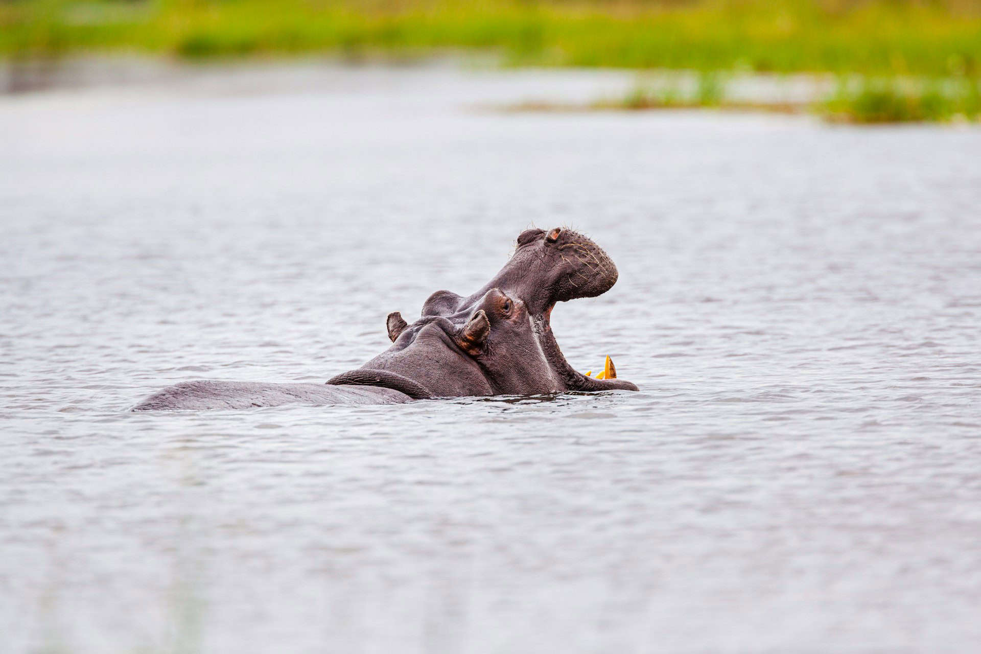 Hippo brandishing its teeth as seen on a safari in Moremi Game Reserve, Botswana (photo: Chris Stenger).