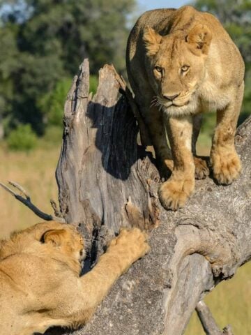 Lions in the Okavango Delta (photo: Felix M. Dorn).