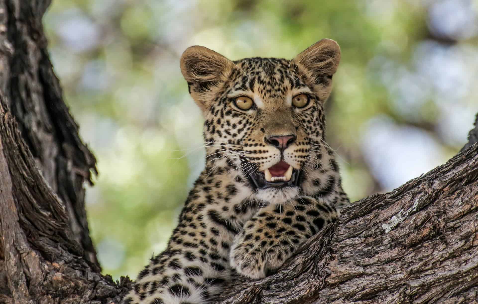 A young leopard hanging out in a tree in Botswana (photo: Bob Brewer).