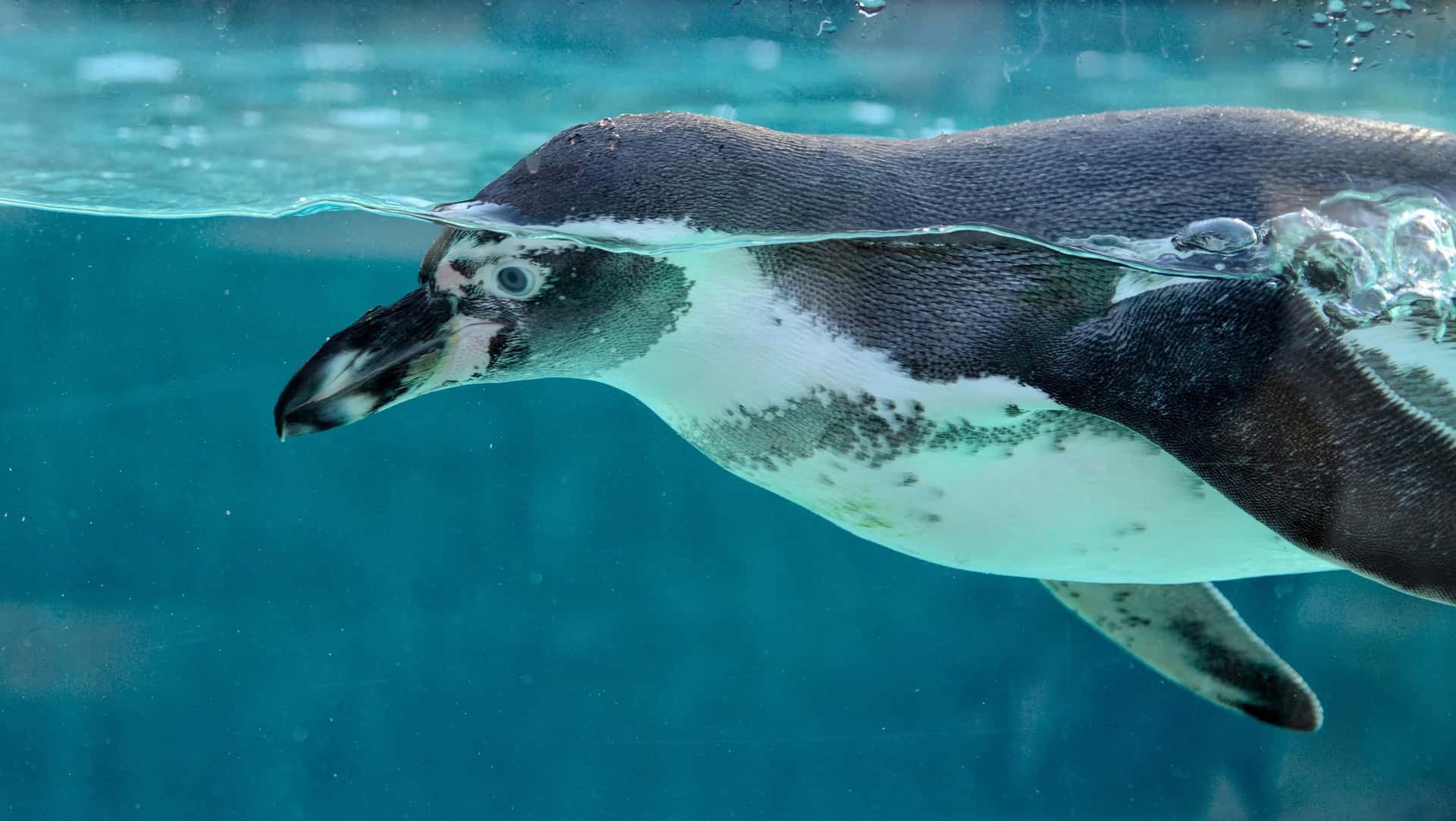 Penguin (photo: Dariusz Robert Drewnicki).