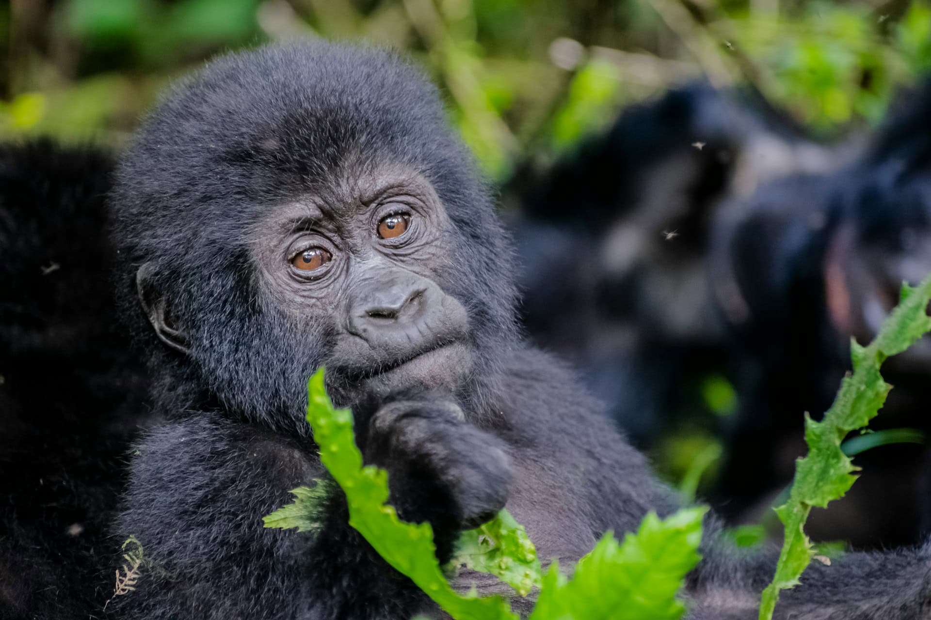 A baby mountain gorilla in Bwindi Impenetrable National Park, a popular safari stop on road trips through Uganda (photo: Dixon Newman).