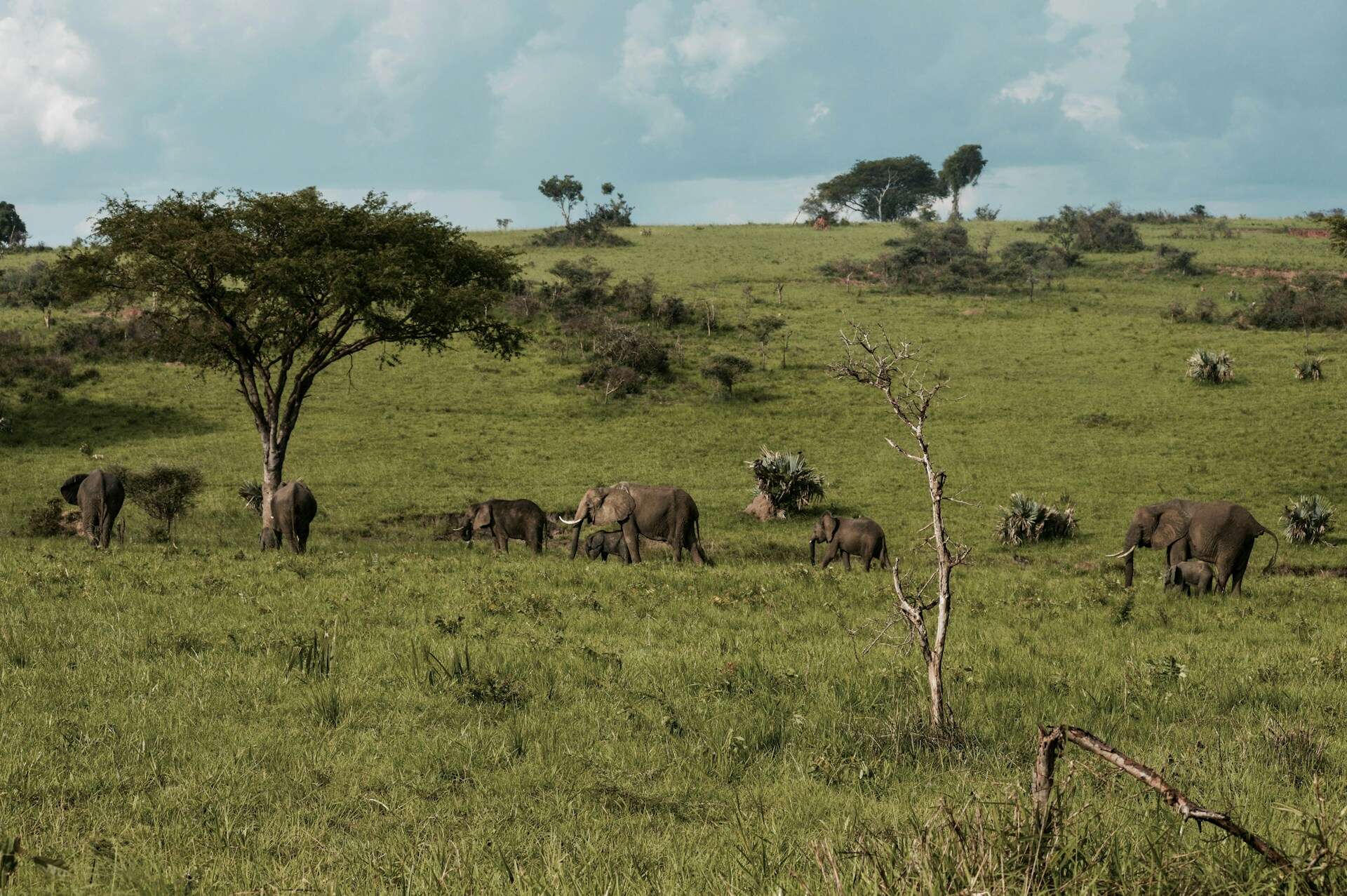 A herd of elephants in Murchison Falls National Park (photo: Matthew Essman).