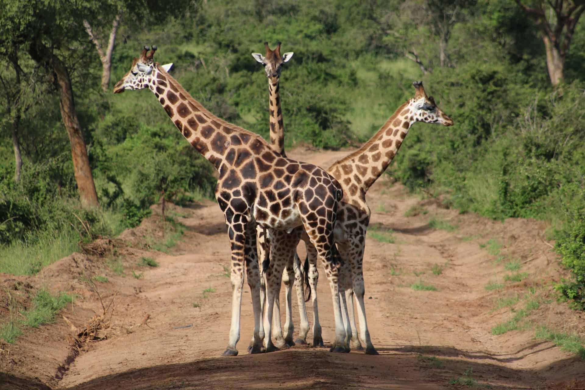 Giraffes as seen on a Uganda road trip (photo: Lisette Verwoerd, Unsplash).