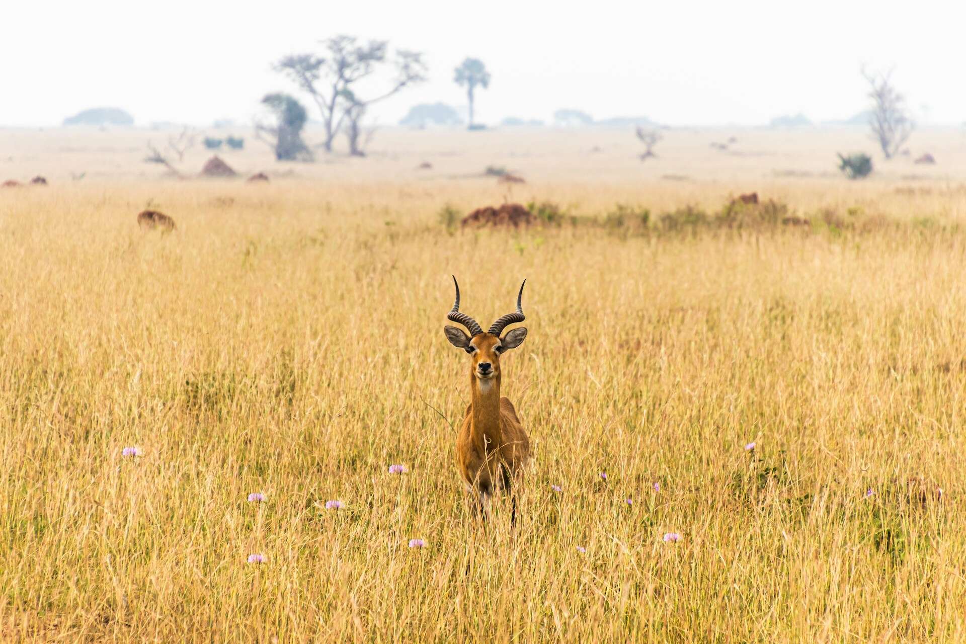 Ugandan kob (photo: Andrew S, Unsplash).