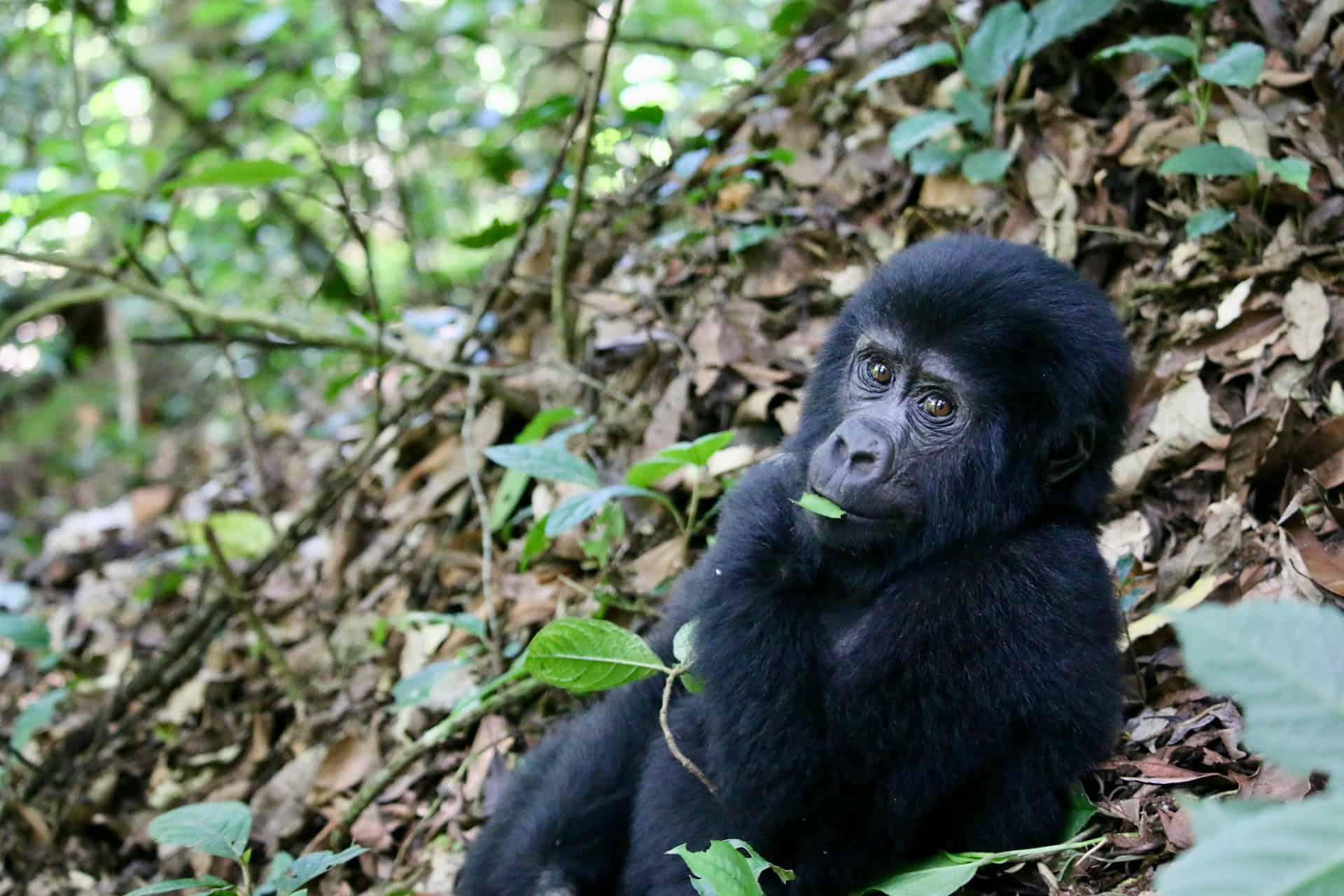 A baby mountain gorilla in Bwindi (photo: Gabriel Schumacher, Unsplash).