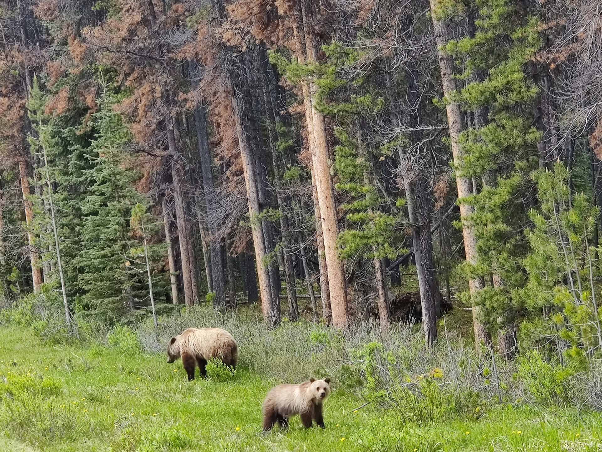 Bears in Jasper National Park (photo: Sneha Chandrashekar).