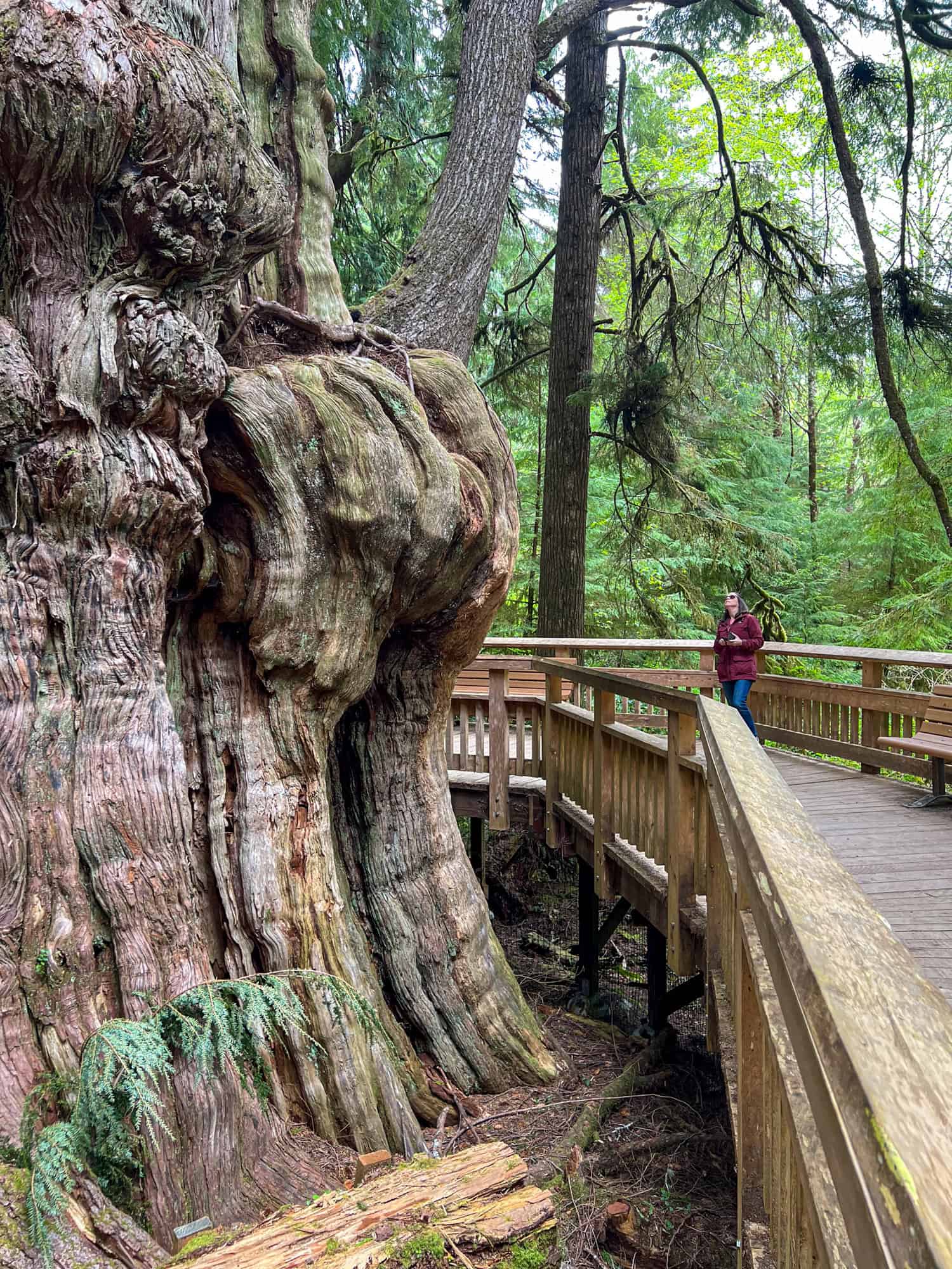 Kel looking up at the big Western Red Cedar tree on the Oregon Coast.
