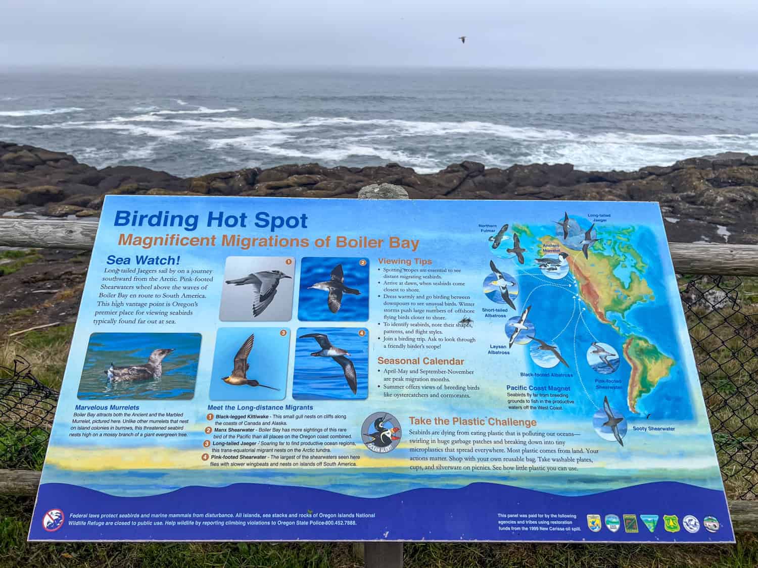 Sea birds seen in Boiler Bay on the Oregon Coast.