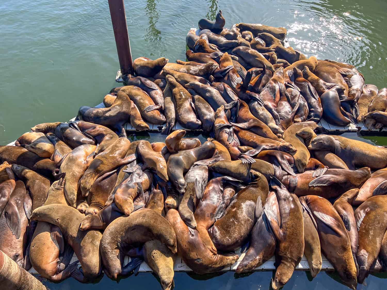 California sea lions sunning themselves on a dock.