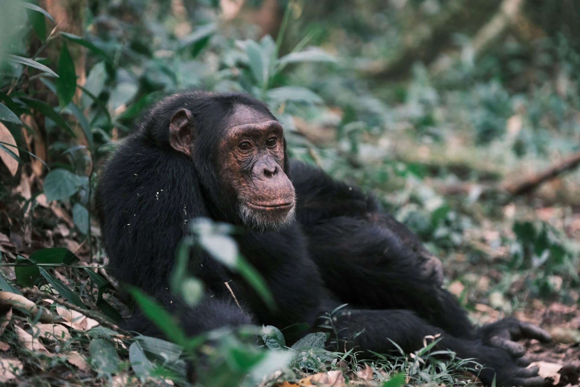 A chimpanzee in Kibale Forest National Park (photo: Simone Dinoia, Unsplash).