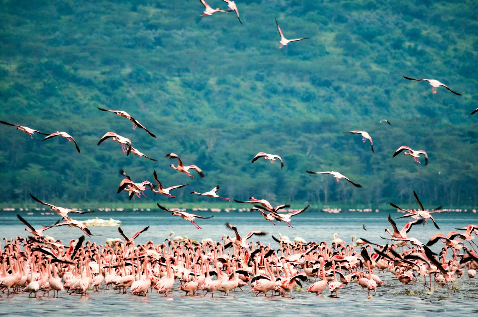 Flamingos in Lake Nakuru. Photo by Bibhash (Polygon.Cafe) Banerjee, Unsplash.