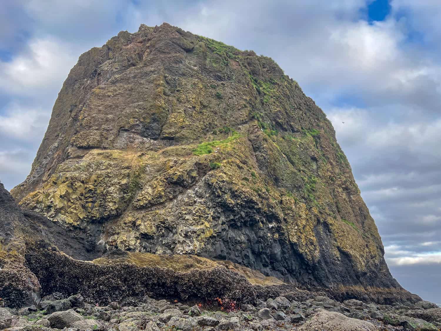 Low tide exposes mollusks and starfish at Haystack Rock.