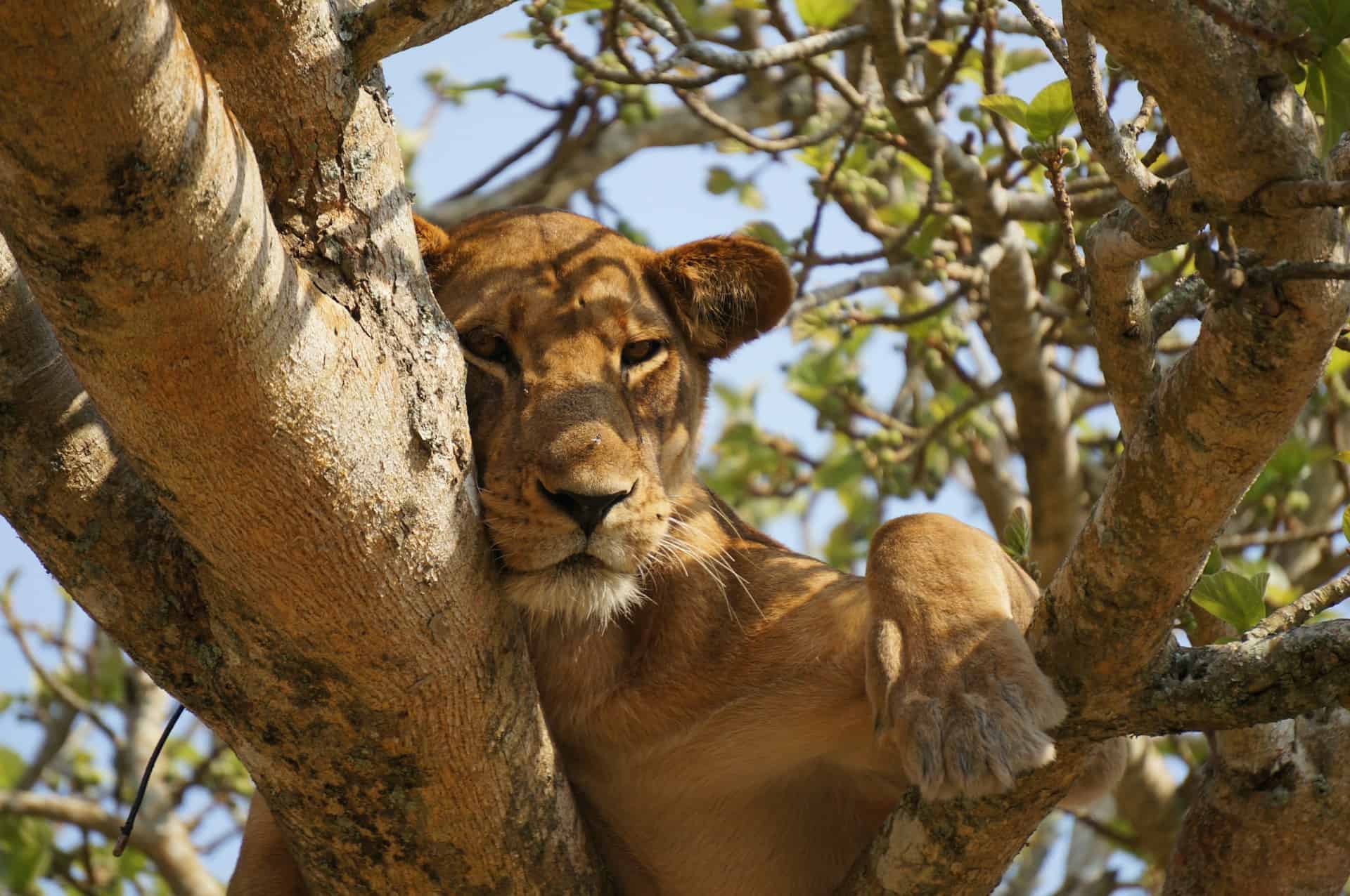 A lion hanging out in a tree in Queen Elizabeth National Park, which can be visited during a self-drive safari of Uganda (photo: Maarten van den Heuvel, Unsplash).