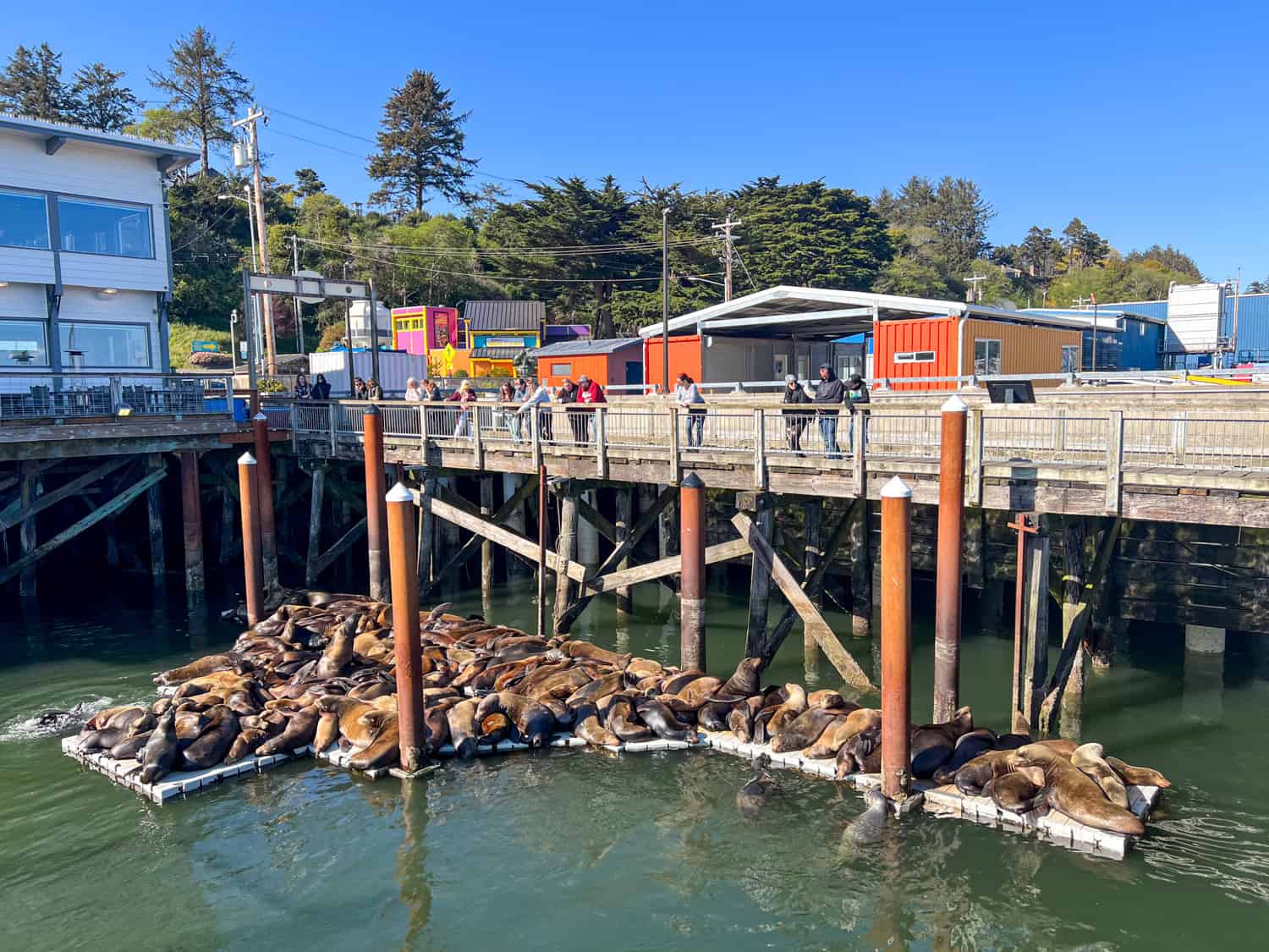 California sea lions at Port Dock One in Newport, Oregon.