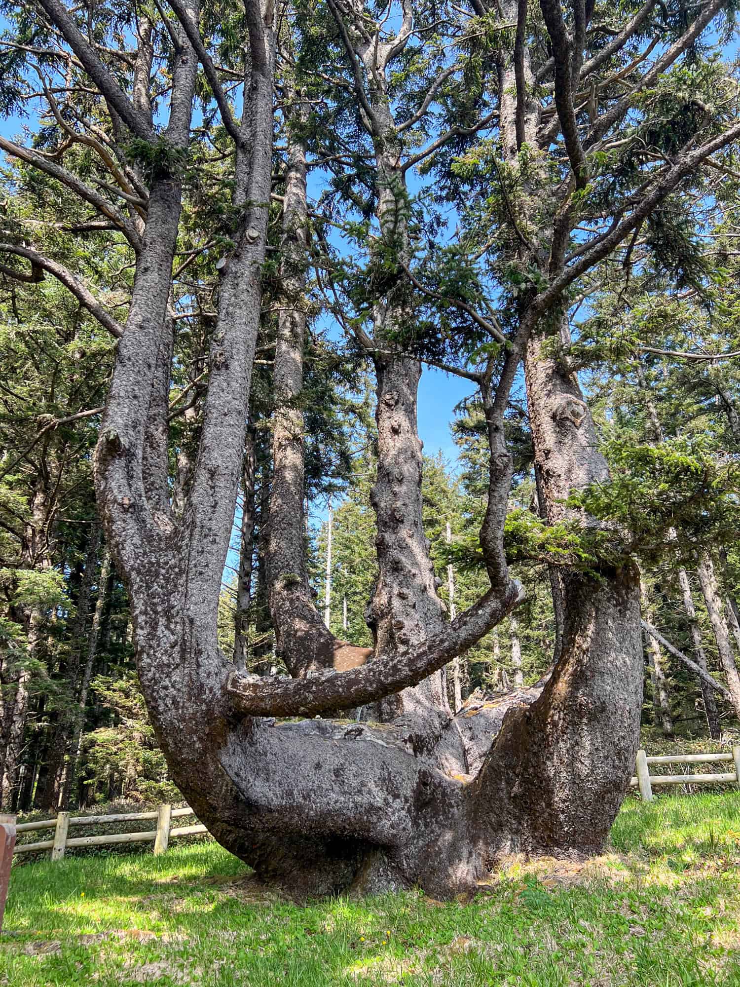 The Octopus Tree is a type of spruce.