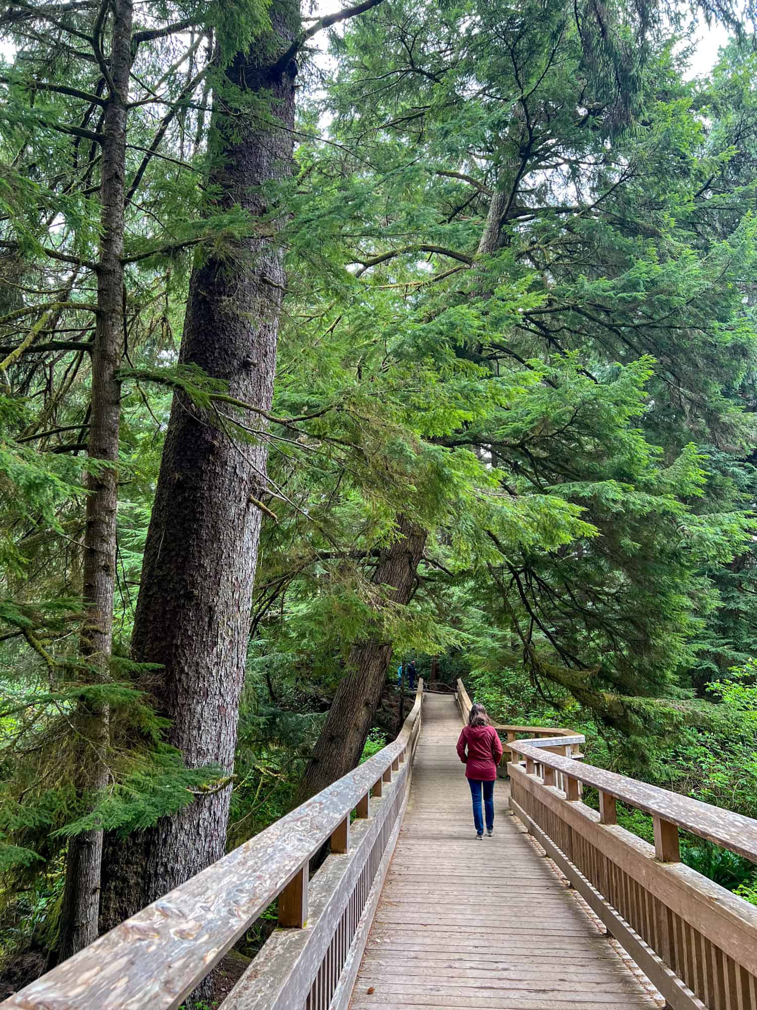 Kel walking through the coastal forest on the Rockaway Big Tree Trail.