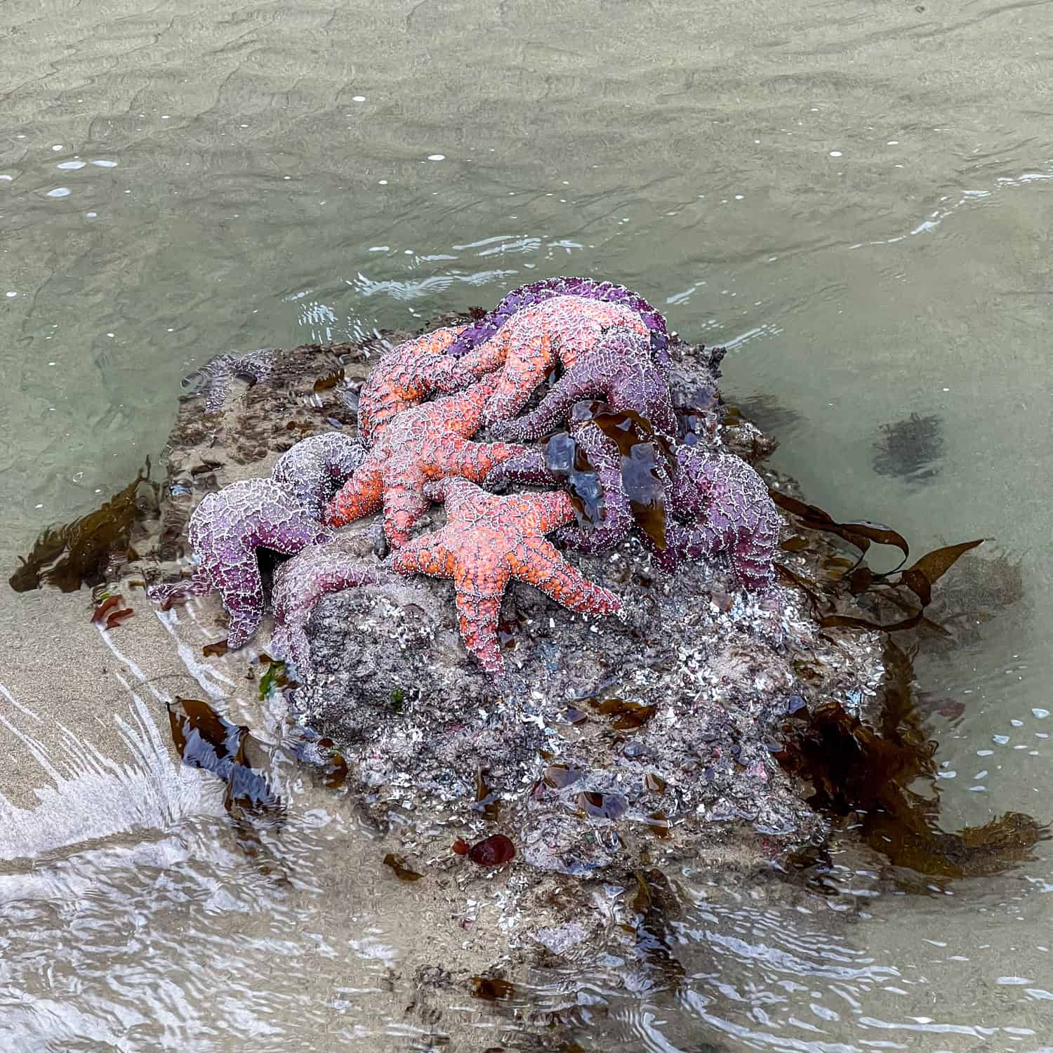 Starfish in a tide pool.