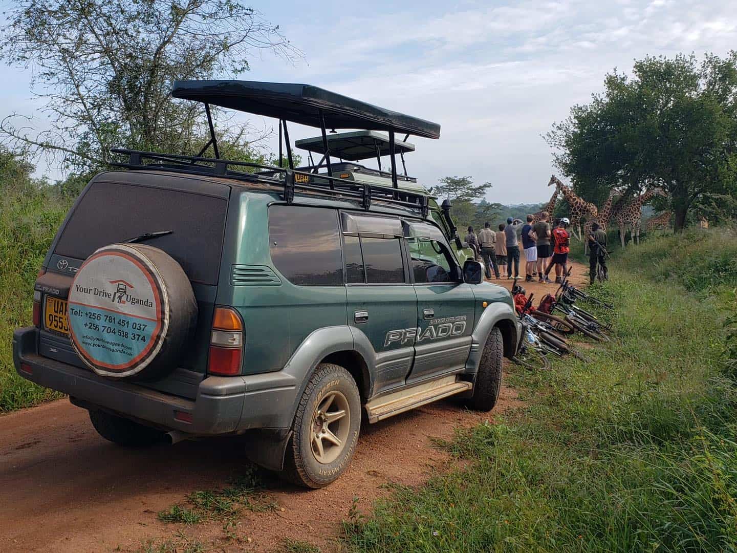 Tourists look at giraffes during a self-drive safari in Uganda.