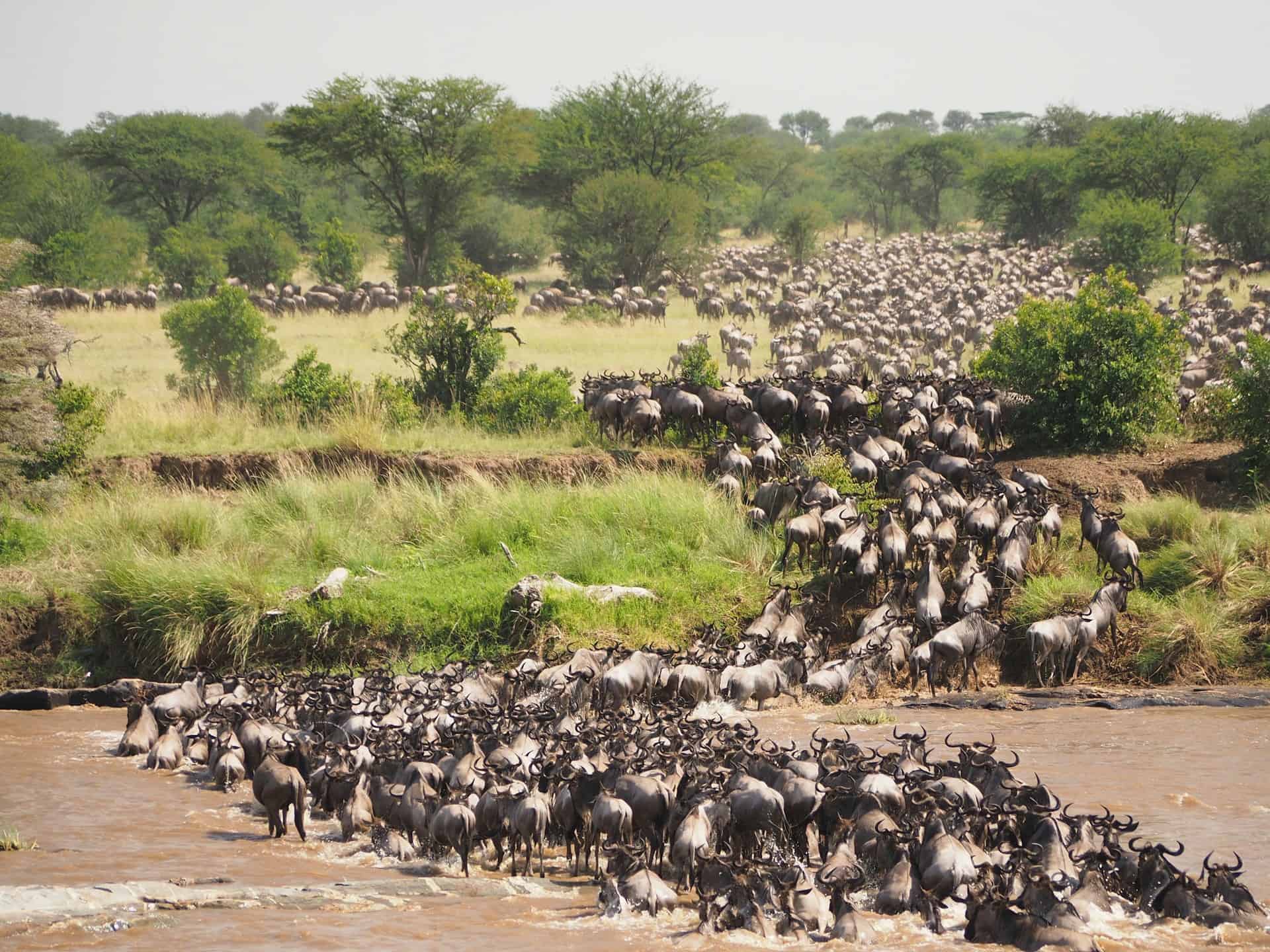 The annual wildebeest migration in Tanzania (photo: Jorge Tung, Unsplash).