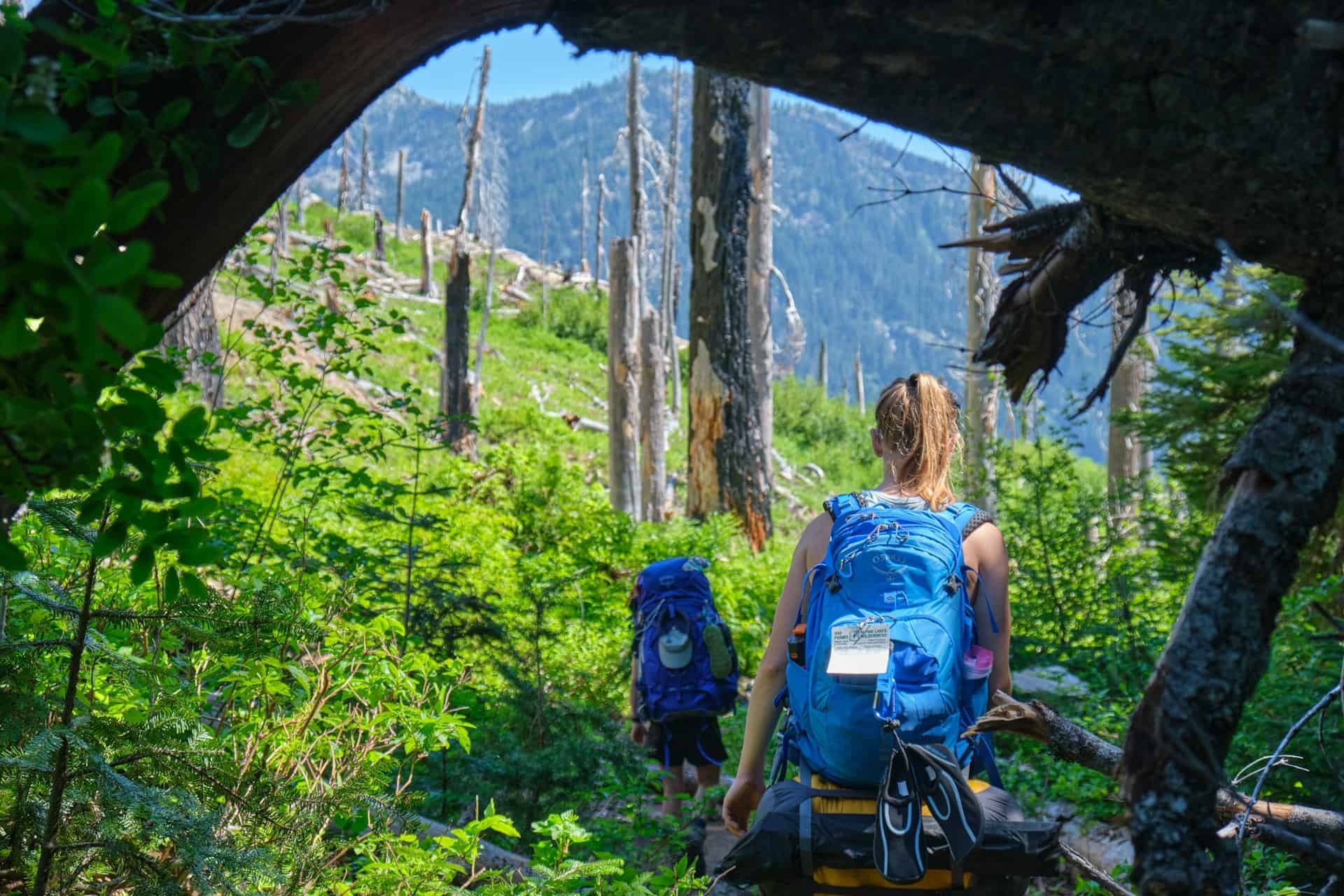 Backpackers hiking through a forest trail with large blue hiking packs