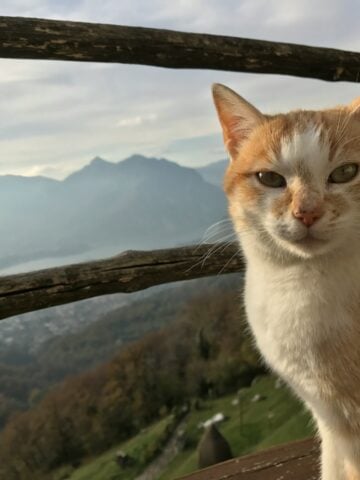 Orange tabby cat sitting outdoors with mountain views in Italy