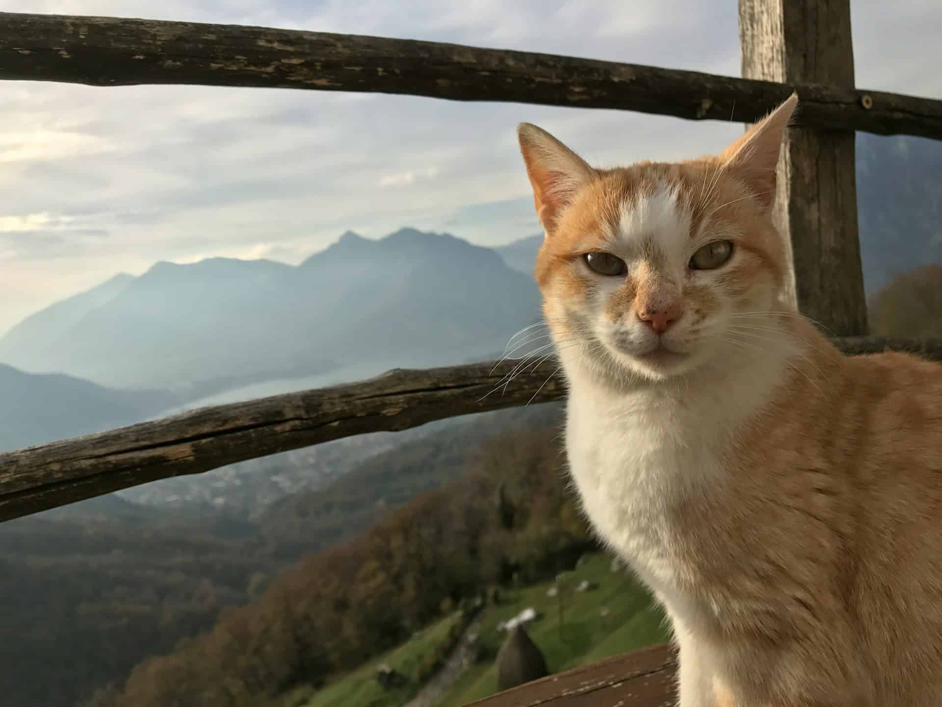 Orange tabby cat sitting outdoors with mountain views in Italy