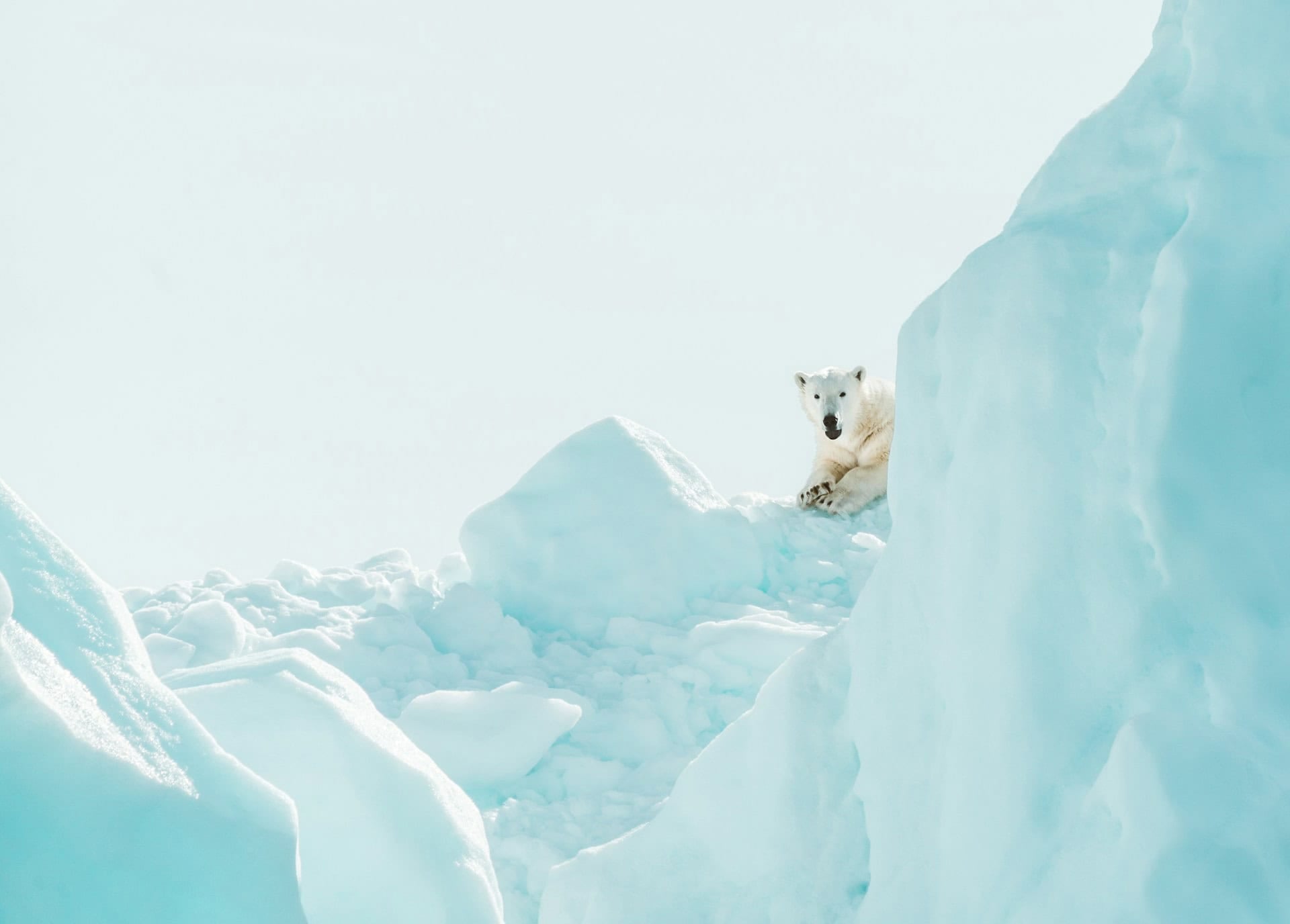 Polar bear resting on Arctic sea ice surrounded by ice formations