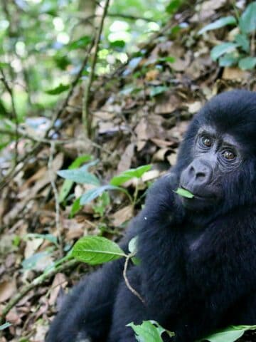 Baby mountain gorilla in Bwindi Impenetrable Forest, Uganda during a gorilla trekking experience