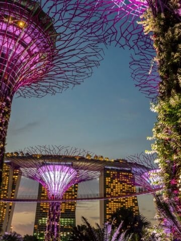Supertree Grove lit up at night at Gardens by the Bay in Singapore with Marina Bay Sands hotel in the background.