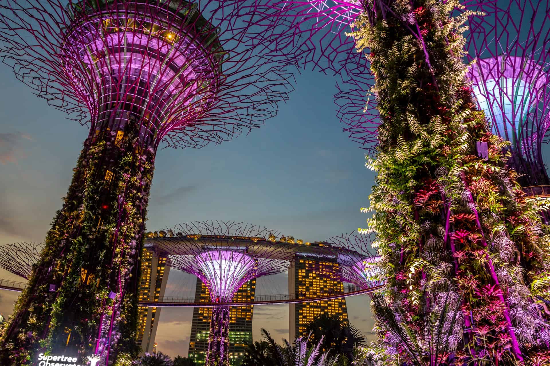 Supertree Grove lit up at night at Gardens by the Bay in Singapore with Marina Bay Sands hotel in the background.