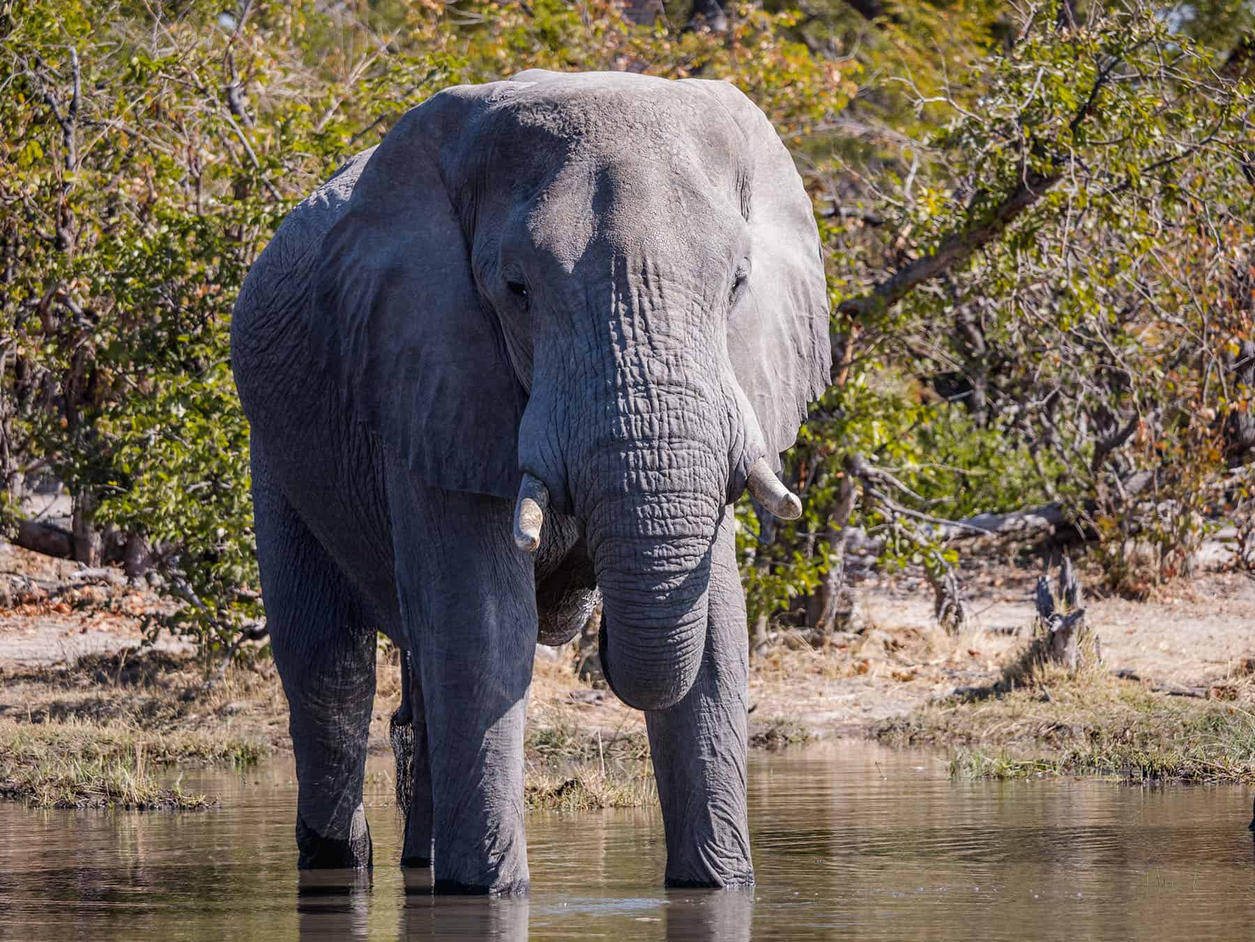 Elephant in Moremi Game Reserve in the Okavango Delta