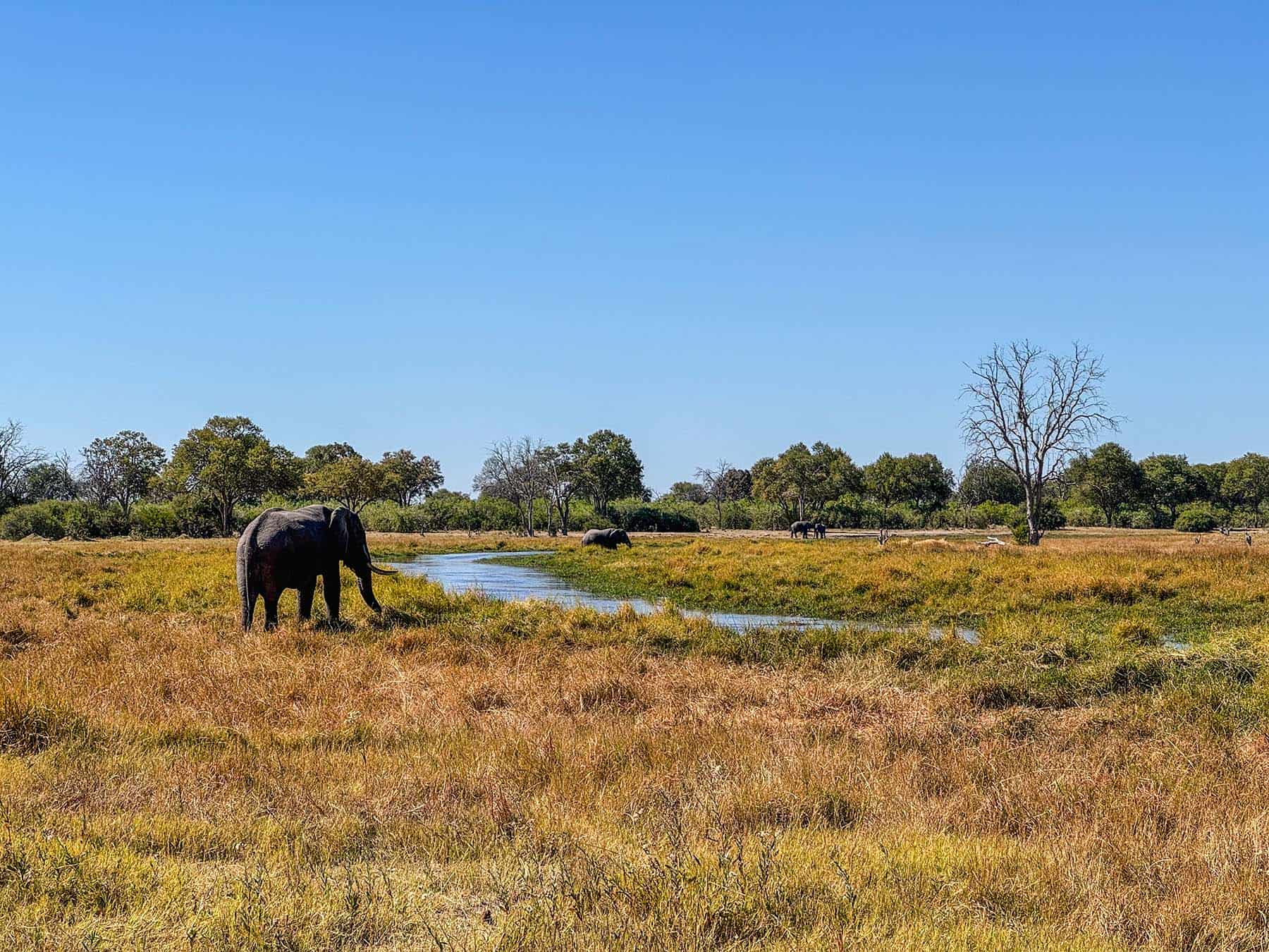 Elephants grazing by the Khwai River in the Okavango Delta in Botswana
