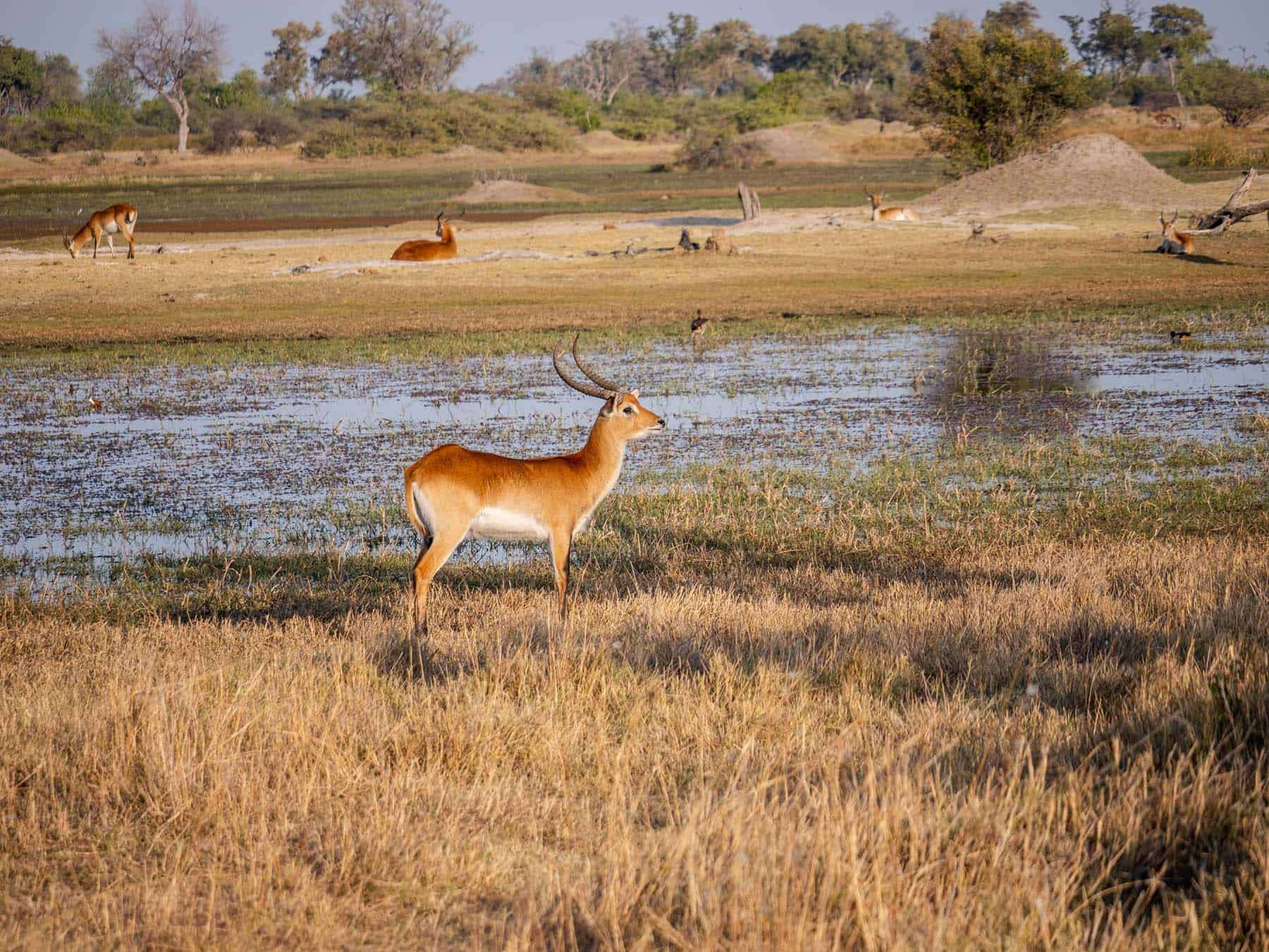 Red lechwe antelope in Moremi Game Reserve, the Okavango Delta