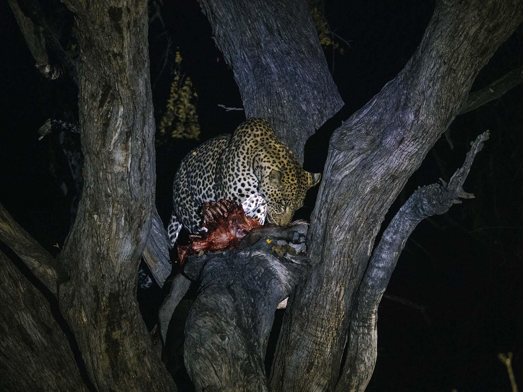 Leopard on a kill in a tree in Khwai Community Area in Botswana