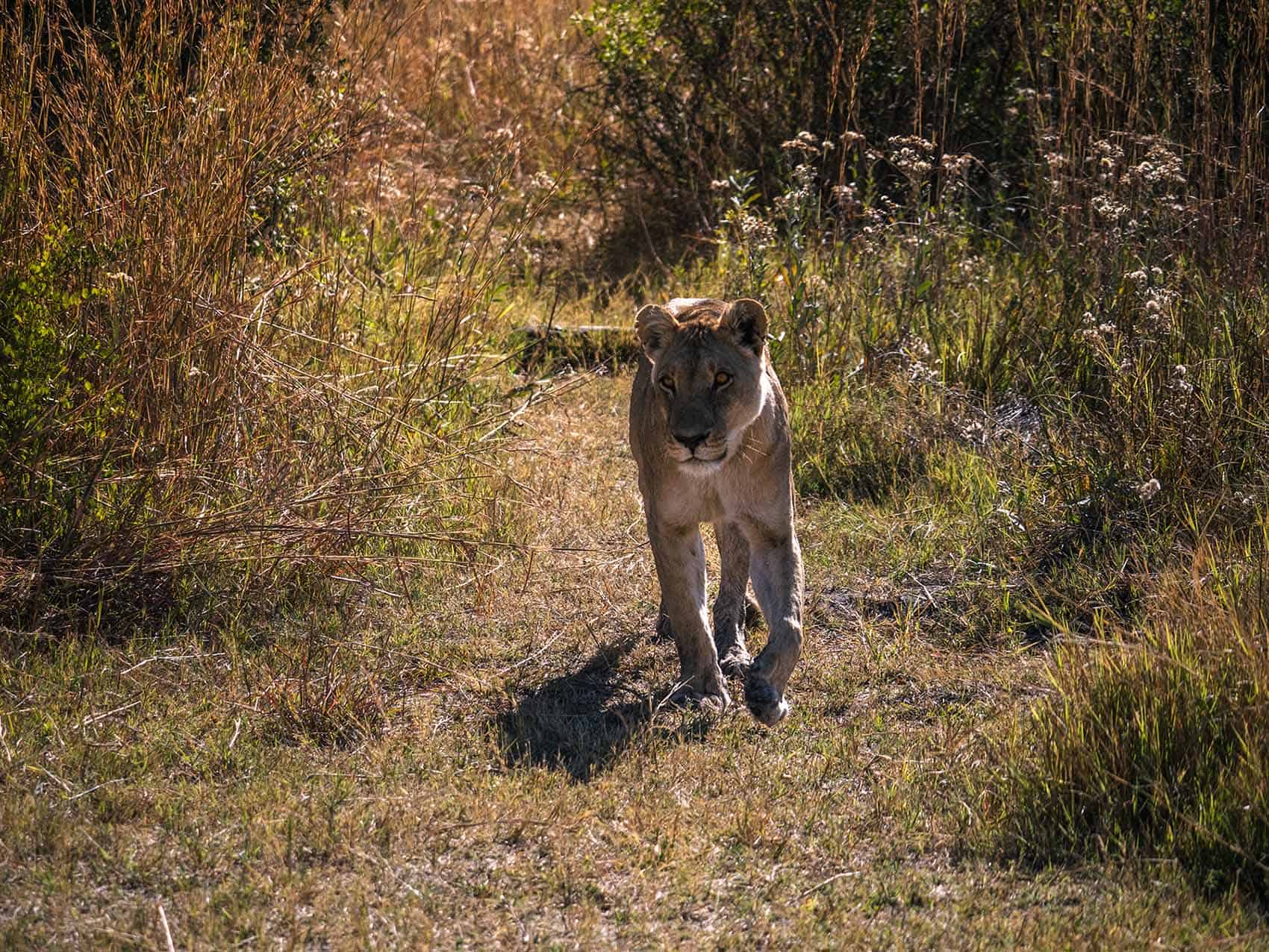 Lioness in Khwai Community Area in Botswana