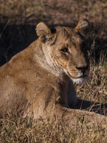 Lioness resting in Khwai Community Area in Botswana