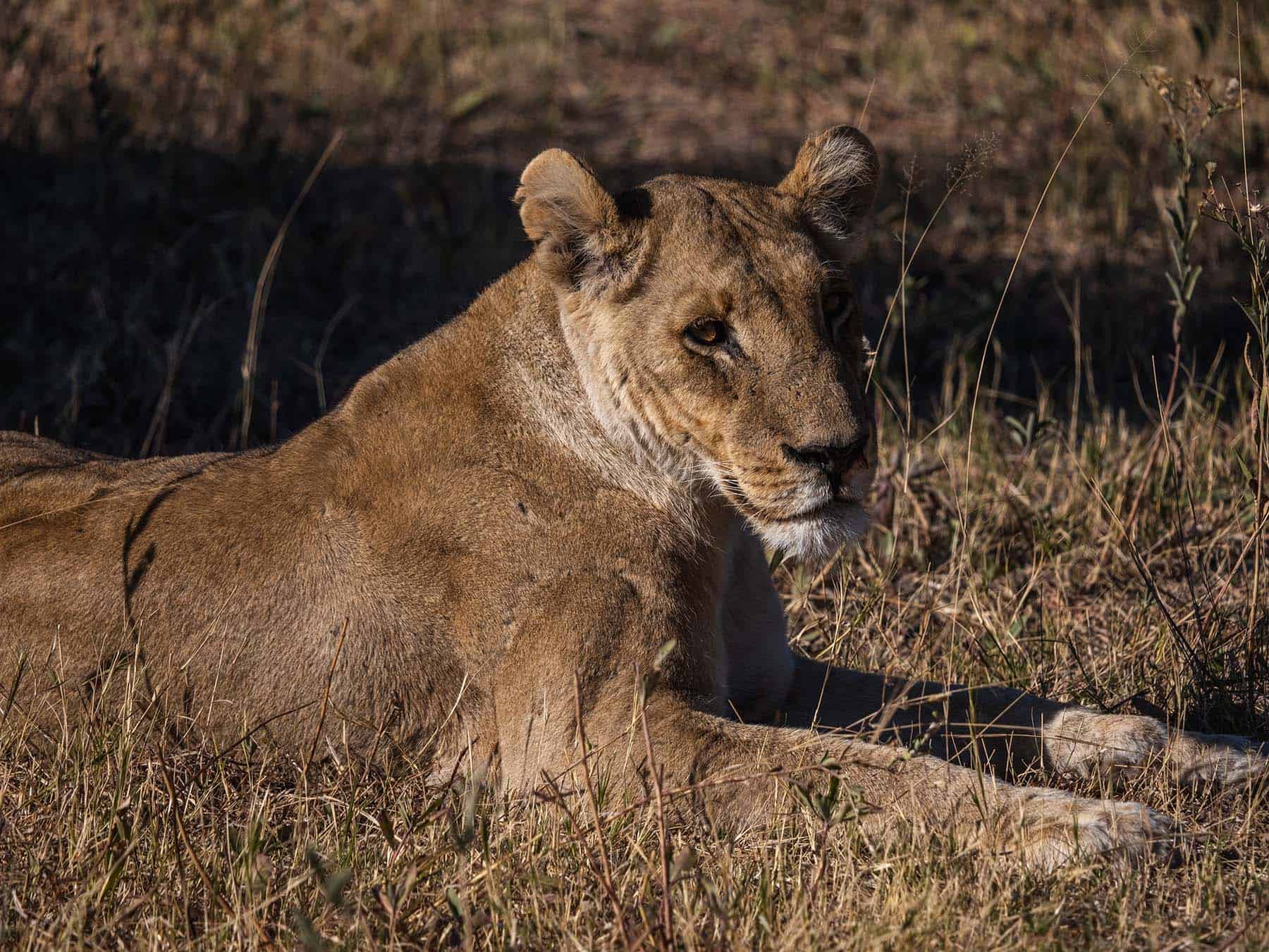 Lioness resting in Khwai Community Area in Botswana