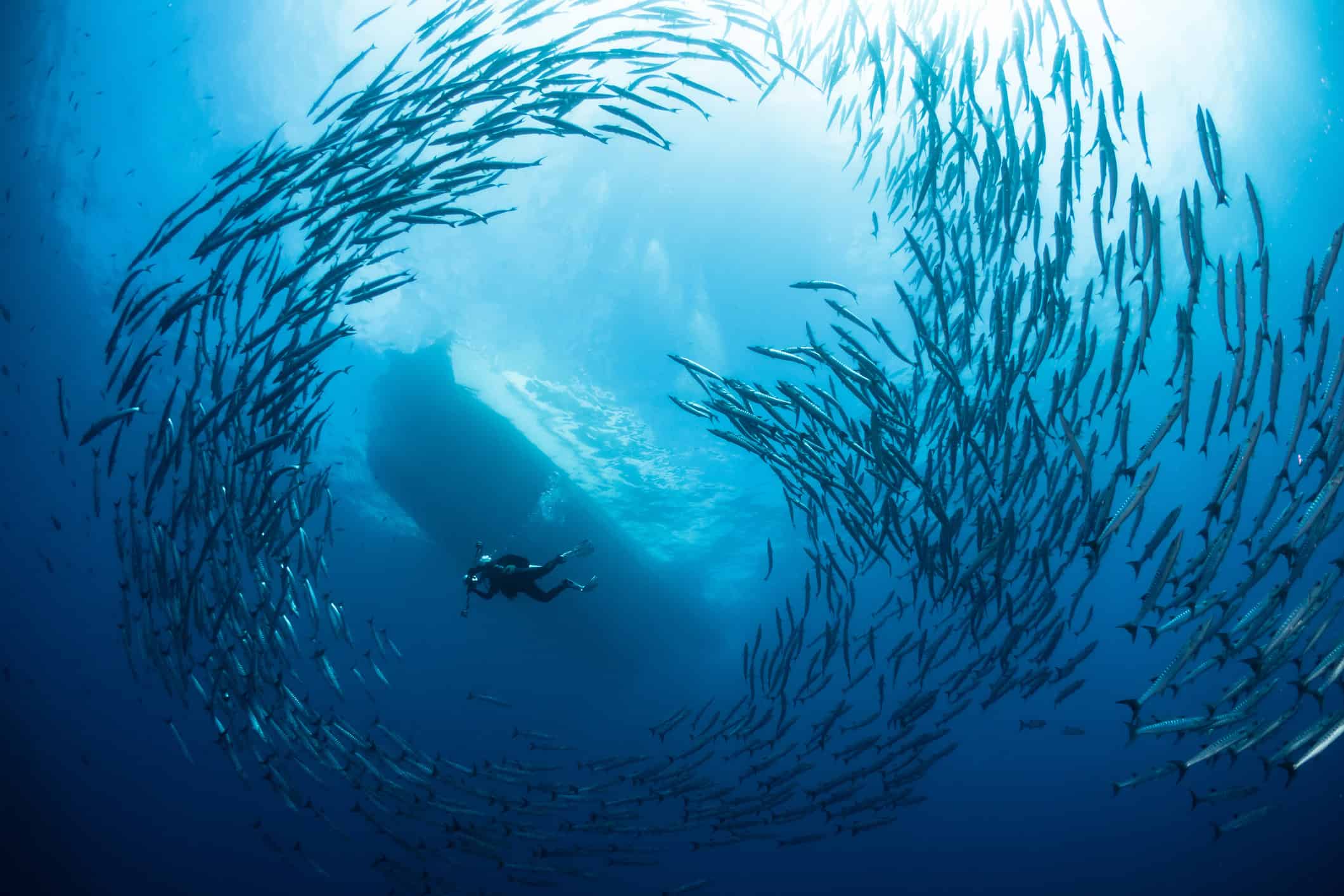 Scuba diver swimming through a school of barracuda in Raja Ampat, Indonesia.