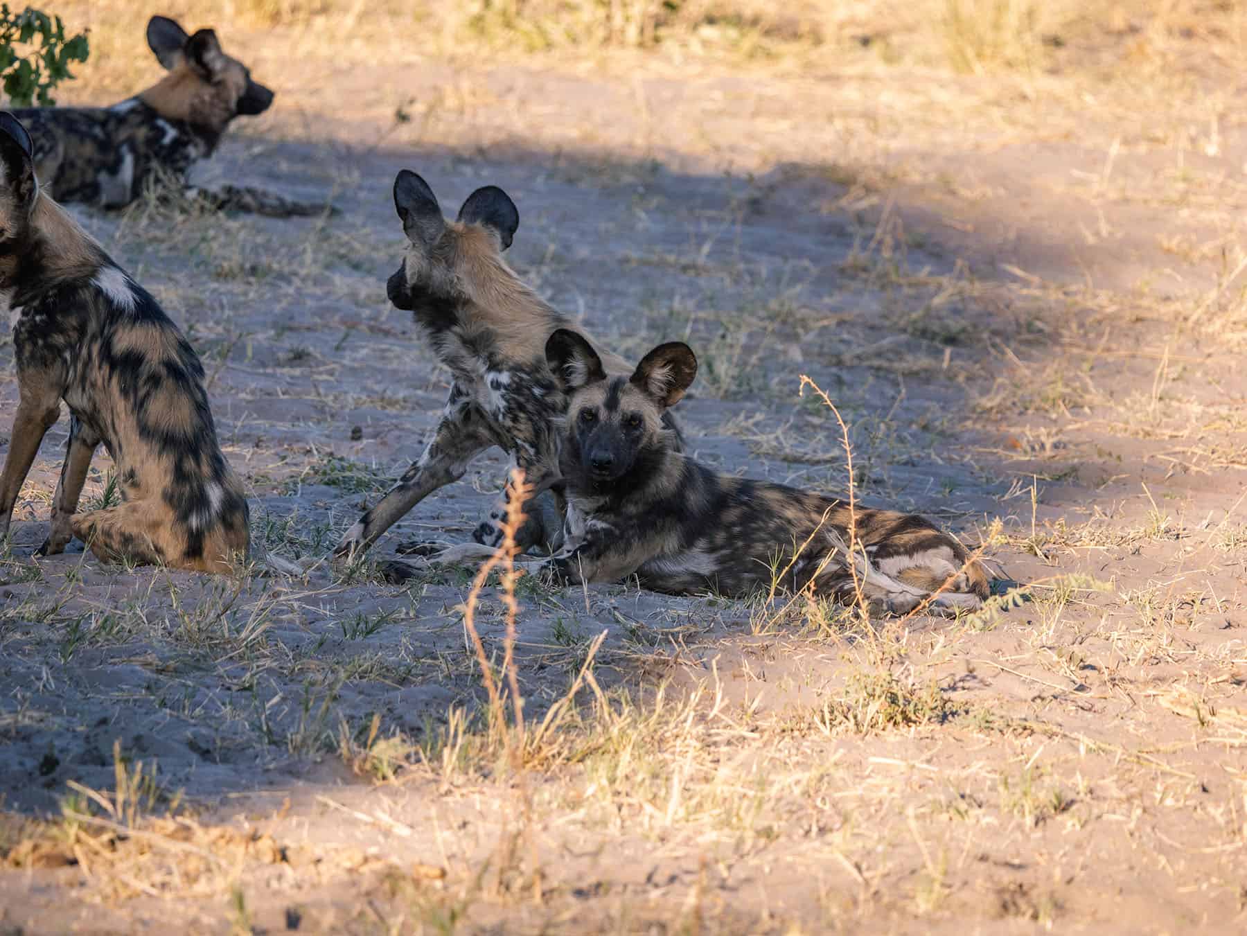 African wild dogs resting in the Savuti region of Chobe National Park in Botswana