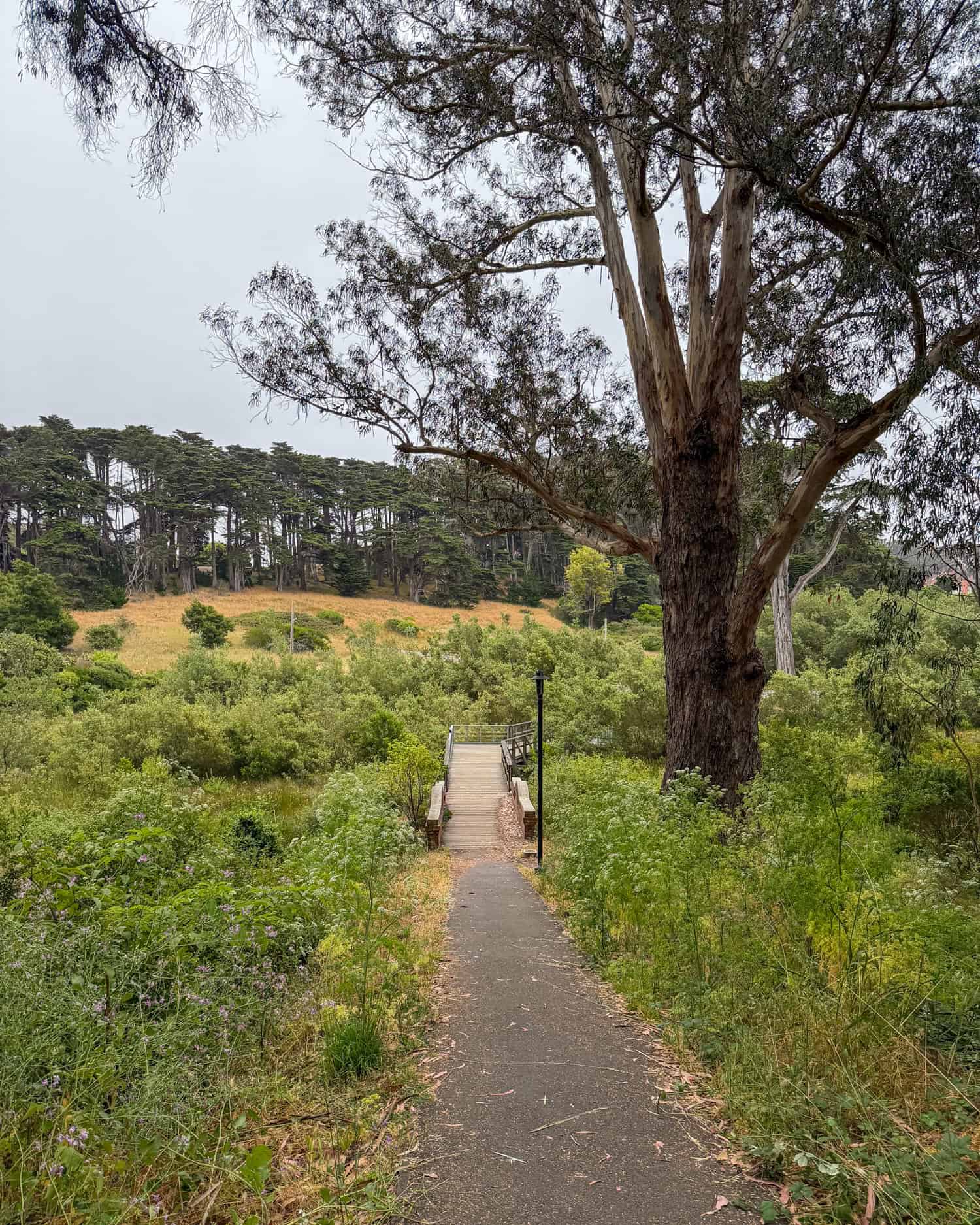 Lovers' Lane trail winding through trees in the Presidio