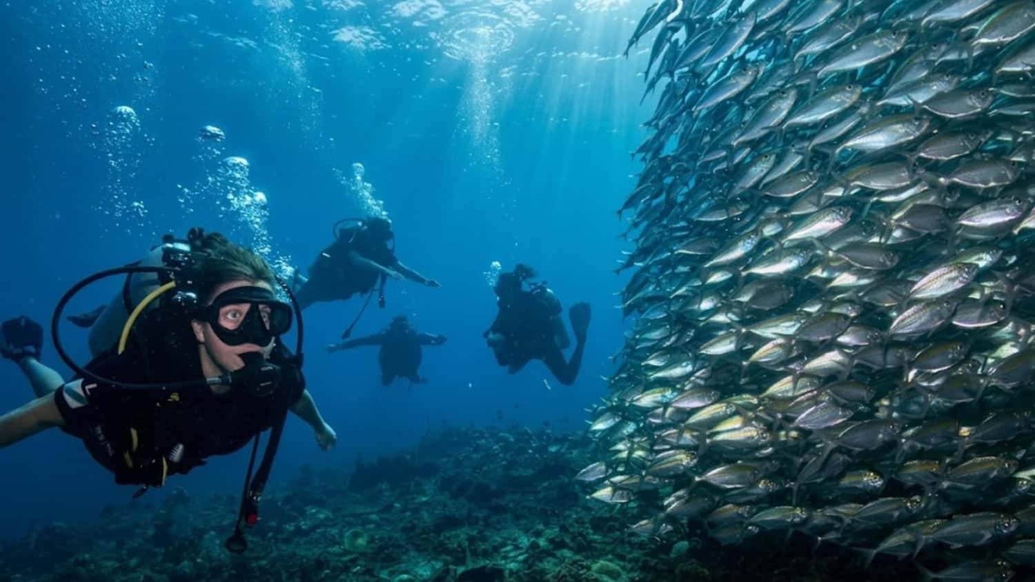 Scuba divers swimming beside a large school of silver fish above a coral reef in Koh Tao.